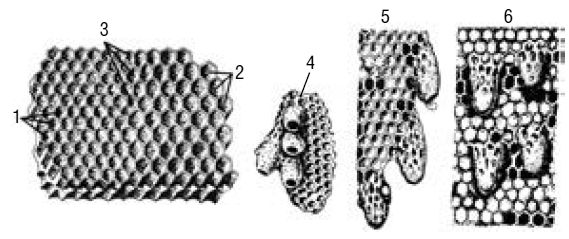 Валерий Корж - Полный справочник пчеловода