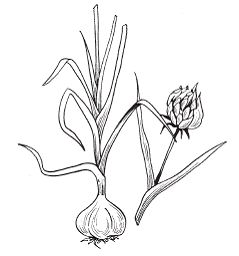 Светлана Хворостухина - Всё о специях