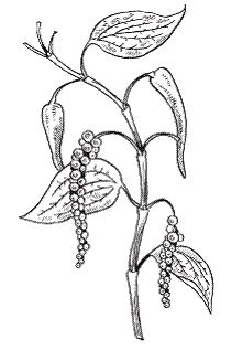 Светлана Хворостухина - Всё о специях