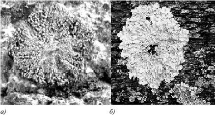 Михаил Кутушов - Зеркальные болезни. Рак, диабет, шизофрения, аллергия