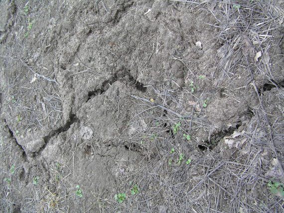 Андрей Кашкаров - Экологически чистые продукты на вашем участке. Практическая...