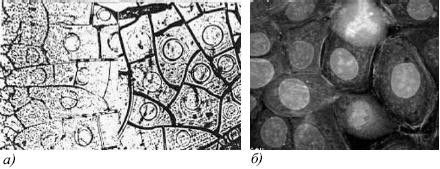 Михаил Кутушов - Зеркальные болезни. Рак, диабет, шизофрения, аллергия