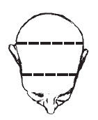 Наоми Тикл - Лицо - зеркало души. Физиогномика для всех