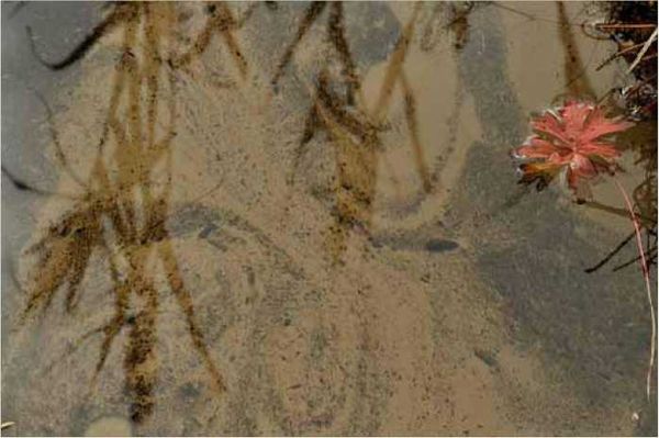 Олег Ермаков - Покинутые или Безумцы