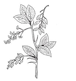 Светлана Хворостухина - Всё о специях