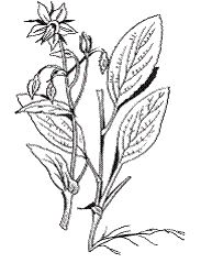 Светлана Хворостухина - Всё о специях