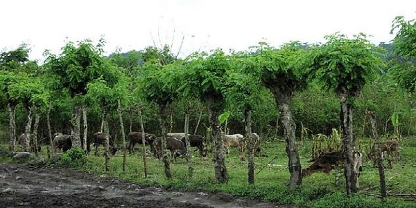 Виктор Губарев - Фортуна Джона Коксона