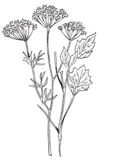 Светлана Хворостухина - Всё о специях