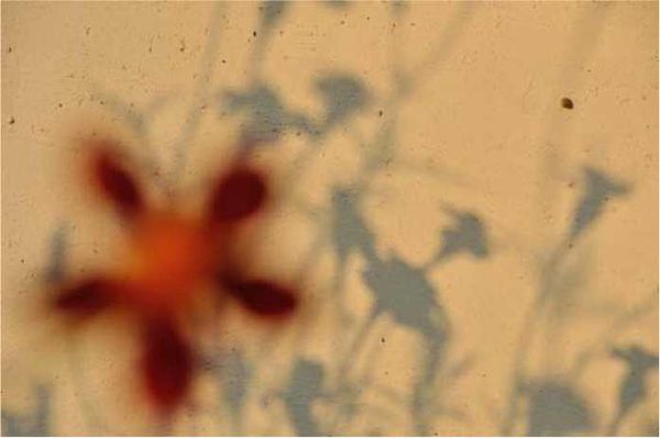 Олег Ермаков - Покинутые или Безумцы