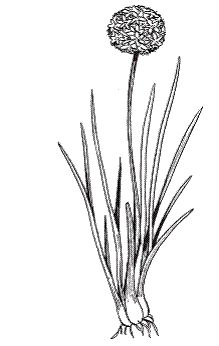 Светлана Хворостухина - Всё о специях