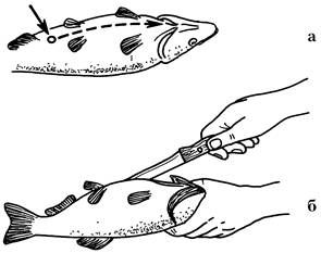 Александр Пышков, Сергей Смирнов - Правильное копчение и вяление рыбы