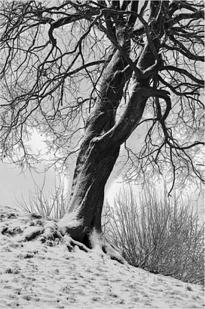 Олег Ермаков - Покинутые или Безумцы