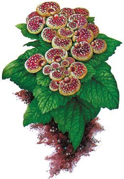 Татьяна Дорошенко - Декоративноцветущие растения