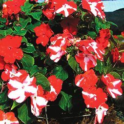 Татьяна Дорошенко - Декоративноцветущие растения