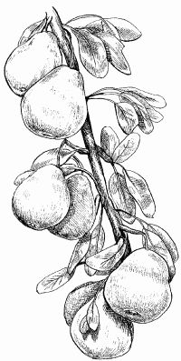 Марина Куропаткина - Сезонный календарь для садовода