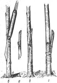 Р. Ноздрачева - Вишня