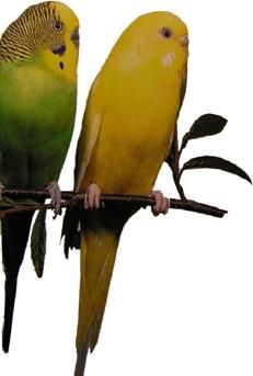 Хорст Бильфельд - Волнистые попугаи