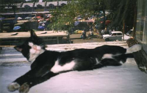 Сборник, Александр Копытин - Фототерапия: использование фотографий в...