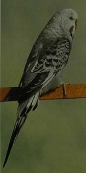 Хорст Бильфельд - Волнистые попугаи