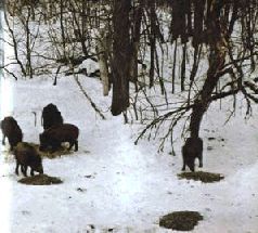 Сергей Алексеев - Ох, охота!