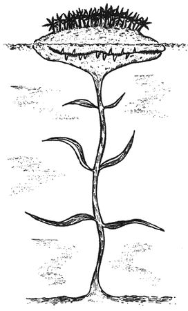 Вальтер Моэрс - 13 1/2 жизней капитана по имени Синий Медведь