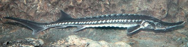 Владимир Коркош - Этот загадочный подводный мир в наших родных морях - Азовском...