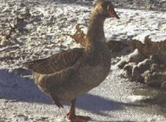 Сергей Алексеев - Ох, охота!