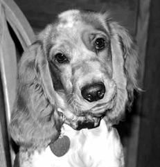 Екатерина Константинова - Русский охотничий спаниель