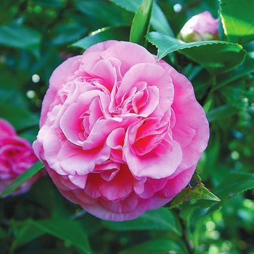 Татьяна Дорошенко - Декоративноцветущие растения