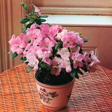 Татьяна Дорошенко - Декоративноцветущие растения