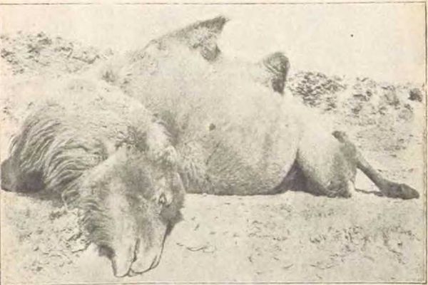 Сергей Дмитриев - В заоблачной стране