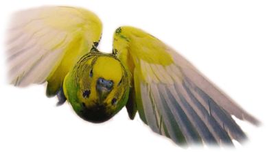 Хорст Бильфельд - Волнистые попугаи