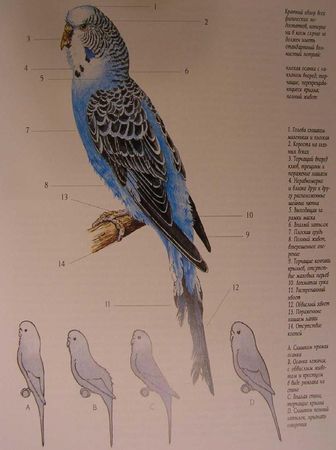 Хорст Бильфельд - Волнистые попугаи