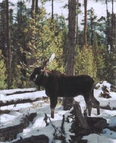 Сергей Алексеев - Ох, охота!