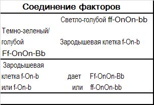 Хорст Бильфельд - Волнистые попугаи