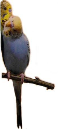 Хорст Бильфельд - Волнистые попугаи