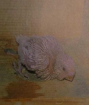 Хорст Бильфельд - Волнистые попугаи