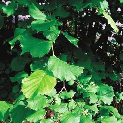 Татьяна Дорошенко - Декоративноцветущие растения