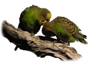 Хорст Бильфельд - Волнистые попугаи