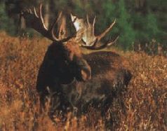 Сергей Алексеев - Ох, охота!