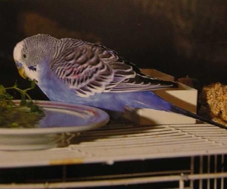 Хорст Бильфельд - Волнистые попугаи