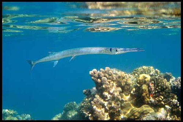 Владимир Коркош - Этот загадочный подводный мир в наших родных морях - Азовском...