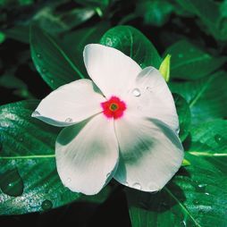 Татьяна Дорошенко - Декоративноцветущие растения