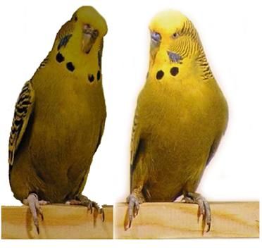 Хорст Бильфельд - Волнистые попугаи