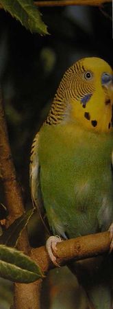 Хорст Бильфельд - Волнистые попугаи