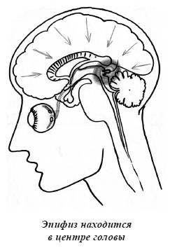 Александр Белов - Тайная родословная человека. Загадка превращения людей в животных