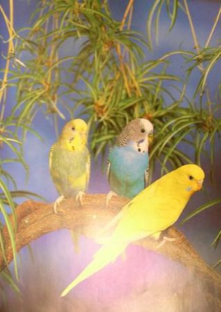 Хорст Бильфельд - Волнистые попугаи