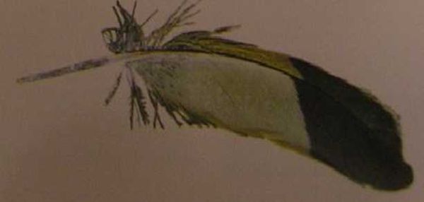 Хорст Бильфельд - Волнистые попугаи