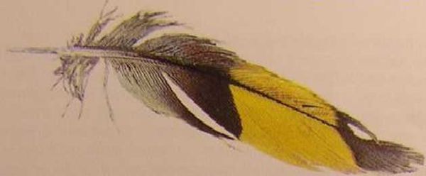 Хорст Бильфельд - Волнистые попугаи