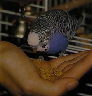 Хорст Бильфельд - Волнистые попугаи